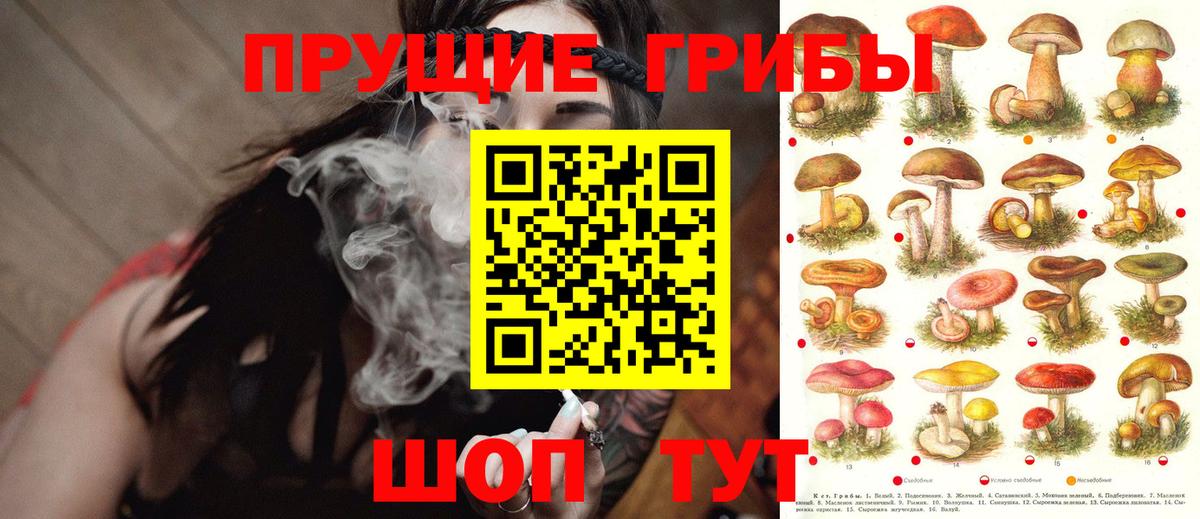 Егорьевск  Псилоцибиновые грибы GOLDEN TEACHER  Псилоцибиновые грибы Psilocybine cubensis  купить   Вход с VPN 